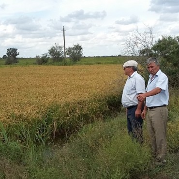 СПК «Акнадинский» готовится у уборке  риса. В планах КФХ «Экология» - расширение деятельности